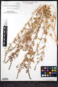 Atriplex prostrata image