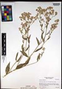 Lepidium latifolium image