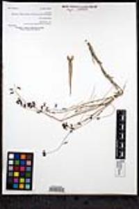 Caulanthus heterophyllus var. heterophyllus image