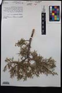 Juniperus osteosperma image