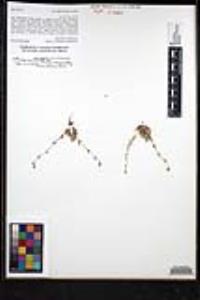 Plagiobothrys collinus var. gracilis image