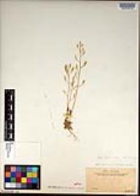 Draba albertina image