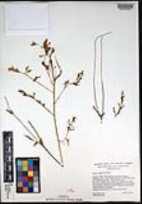 Papaver californicum image