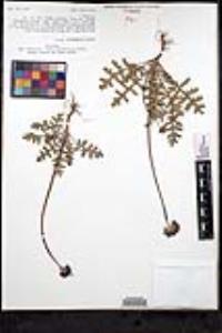 Salvia columbariae image