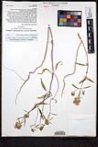 Monardella breweri var. lanceolata image
