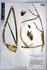 Hesperoyucca whipplei image