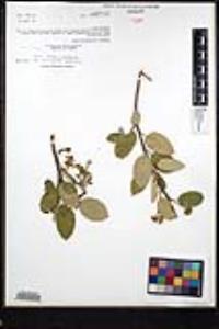 Frangula californica image