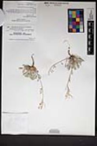 Physaria ovalifolia image