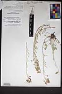 Physaria ovalifolia image