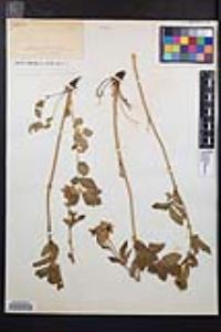 Drymocallis glandulosa image