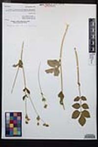 Drymocallis glandulosa var. reflexa image