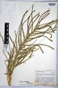 Calibanus hookeri image