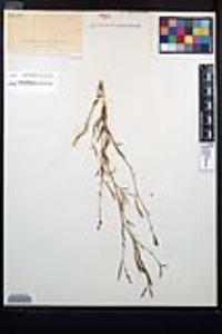 Epilobium brachycarpum image