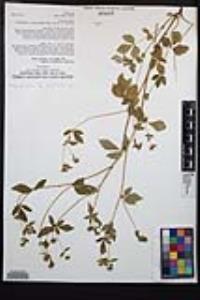 Drymocallis glandulosa var. reflexa image