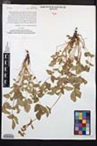 Drymocallis glandulosa image