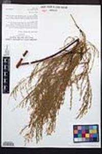 Adenostoma sparsifolium image