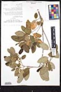 Frangula californica image