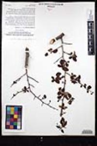 Ceanothus oliganthus var. orcuttii image