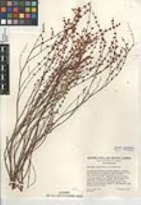Eriogonum gracile var. incultum image