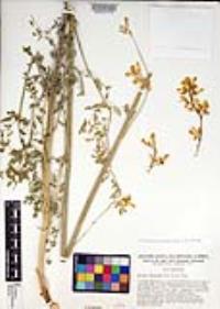 Ehrendorferia chrysantha image