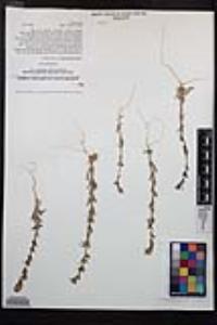 Camissoniopsis hirtella image