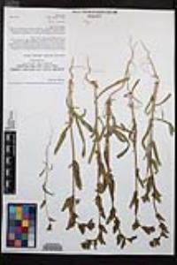 Camissoniopsis micrantha image
