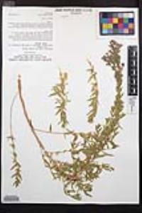 Epilobium canum image