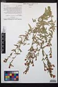 Epilobium canum image