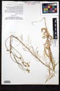 Sisymbrium altissimum image