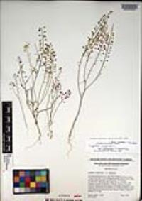 Lepidium virginicum subsp. menziesii image