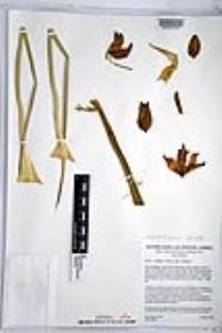 Hesperoyucca whipplei image