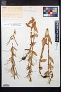 Epilobium ciliatum subsp. glandulosum image