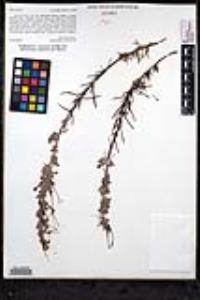 Trichostema lanatum image