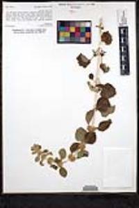 Marrubium vulgare image