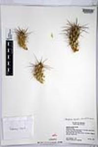 Corynopuntia parishii image