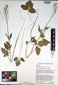 Cardamine californica image