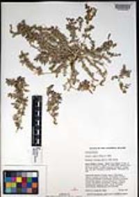 Atriplex coulteri image