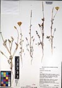 Eschscholzia californica image