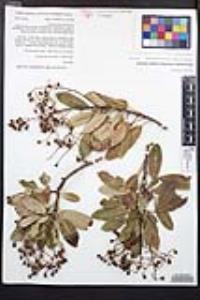 Heteromeles arbutifolia image