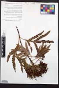 Lyonothamnus floribundus image