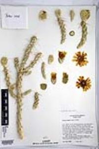 Cylindropuntia whipplei image