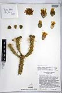 Cylindropuntia whipplei image