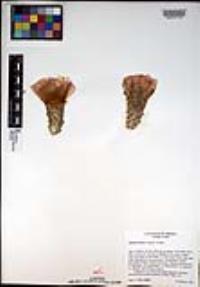 Opuntia basilaris image