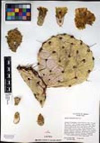 Opuntia engelmannii image