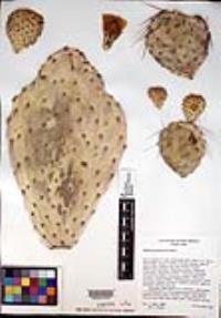 Opuntia macrocentra image