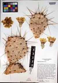 Opuntia phaeacantha image