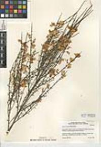 Cytisus striatus image