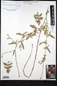 Sisymbrium officinale image