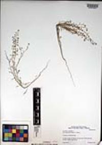 Lepidium virginicum var. robinsonii image