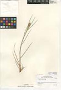 Cenchrus spinifex image
